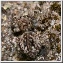 Sitticus pubescens - Springspinne w01 6mm.jpg